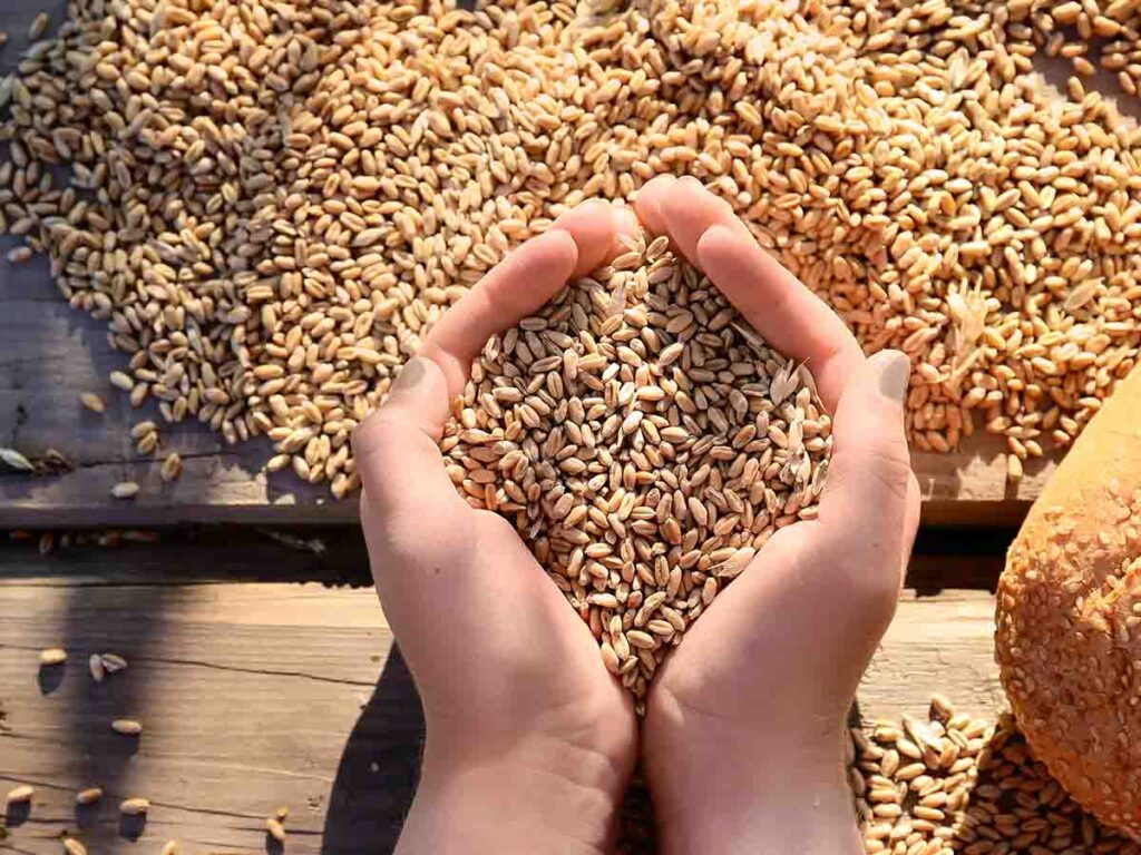 Seed Cleaning hands