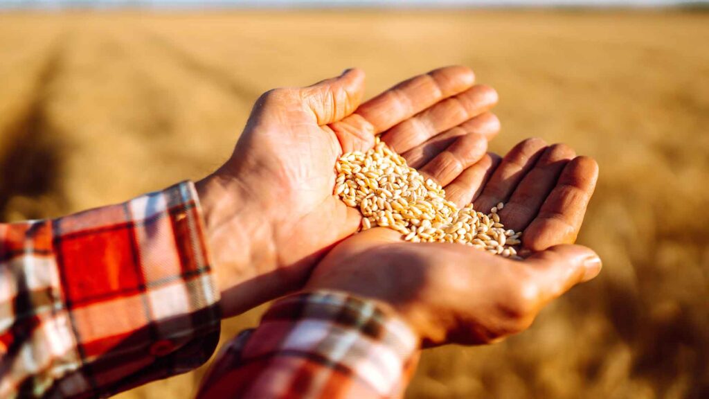 hands-of-wheat from seed cleaning